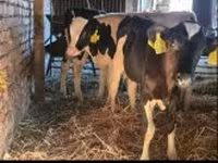 公牛, Russian Black pied cattle — 照片 1