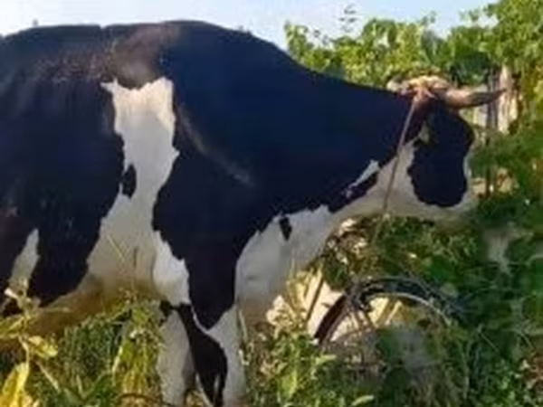Tehén, Holstein fajta — Magyarország