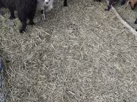 Goats (batch, sex not specified), Goats — photo 4