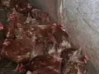 Chickens — 1-сурет