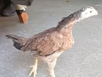 Chickens — الصورة 3