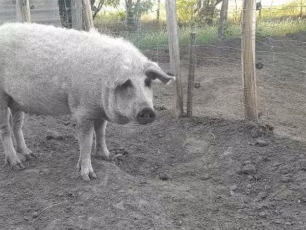 Sow, Мангалица
