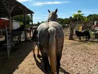 Yegua, Caballos — foto 3