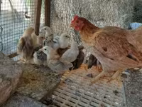 Chickens — फ़ोटो 1