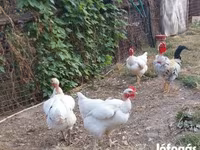 Chickens — 3. fotó
