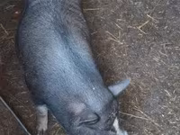 母猪, Pigs — 照片 3