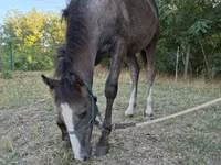 Caballo, Caballos — foto 1