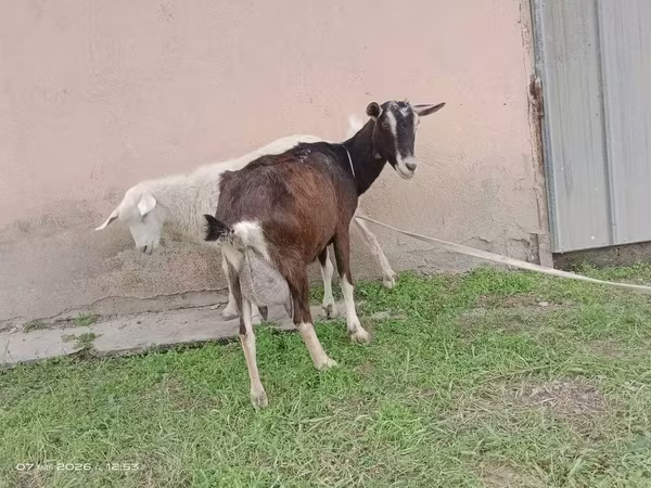 Nőstény kecske, Alpine goat