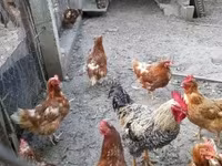 Chickens — الصورة 1