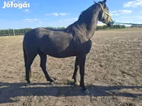 Hengst, Nonius horse — Foto 6