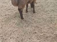 Ovejas (lote, sexo no especificado), Ovejas — foto 5