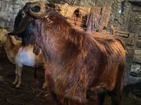 تيس, Kamori goats — الصورة 2