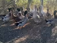 Ducks — 2-сурет