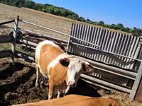 Kuh, Simmental cattle — Foto 2