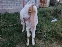 बकरा, Gulabi goats — फ़ोटो 2