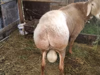 Carnero, Rambouillet sheep — foto 5