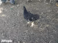 Chickens — 2. fotó