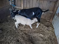 母山羊, Goats — 照片 2