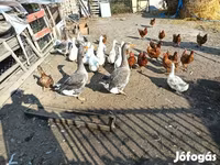 Geese — 3. fotó