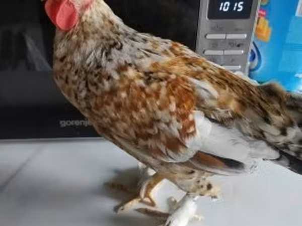 日本矮脚鸡