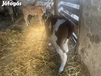 Toro, Ganado vacuno — foto 3