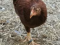 Chickens — foto 3