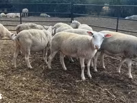 母羊, Sheep — 照片 3