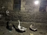Geese — 照片 1