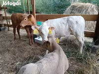 Bulle, Simmental cattle — Foto 8