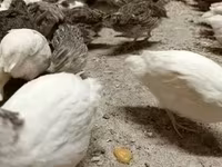 Quails — foto 5