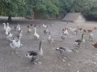 Geese — 照片 2