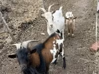 山羊（批次，未指定性别）, Goats — 照片 3
