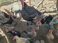 Turkeys — 1-сурет