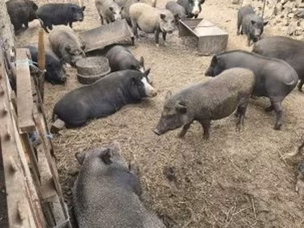 公猪,  — 匈牙利