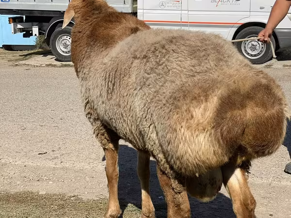 Baran, Arashan sheep