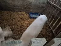 母猪 — 照片 3