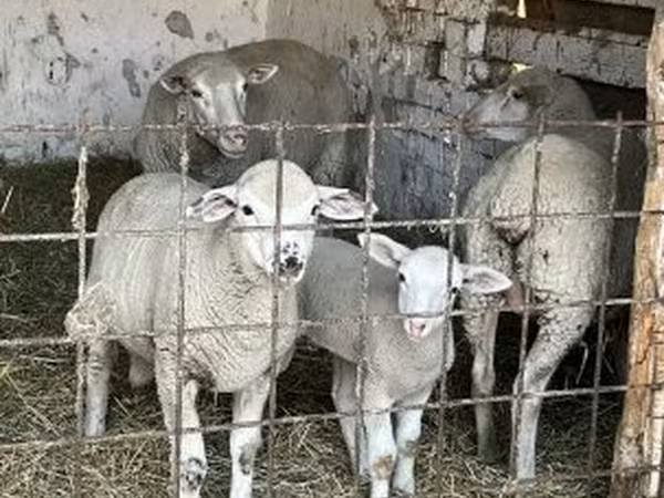 Oveja, Ovejas — Hungría