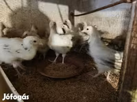 Turkeys — الصورة 2