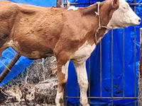 Tehén, Simmental cattle — 8. fotó