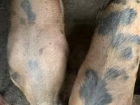 猪（批次，未指定性别） — 照片 2