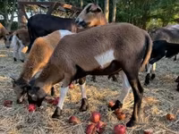 Widder, Cameroon sheep — Foto 7