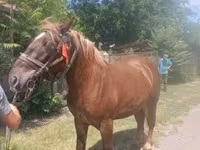Caballo, Caballos — foto 3