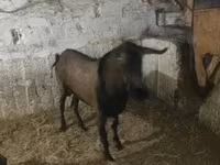 Bak, Kecskék — 3. fotó