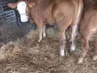 ثور, Simmental cattle — الصورة 1