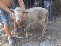 母羊, Sheep — 照片 2