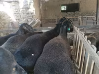Carnero, Rhon sheep — foto 6