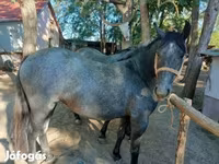 Caballo, Caballos — foto 5