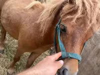 حصان, Shetland Pony — الصورة 2