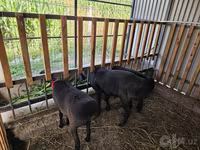 Bélier, Hissar sheep — photo 2