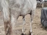 Caballo, Vladimir heavy draft — foto 7